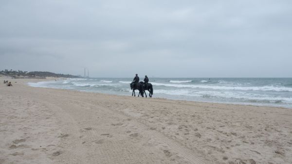 The Cavalry