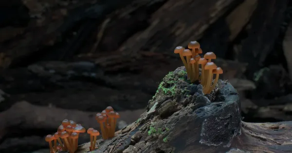 Fungi: Web of Life