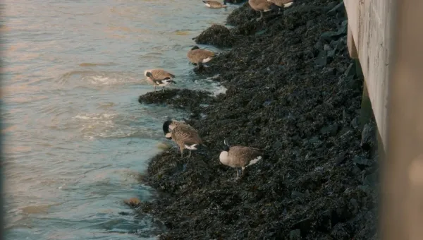 Goose