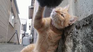 The Cats of Gokogu Shrine
