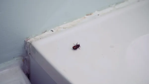Insectasy