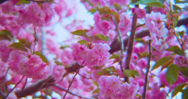 It Smells Like Springtime