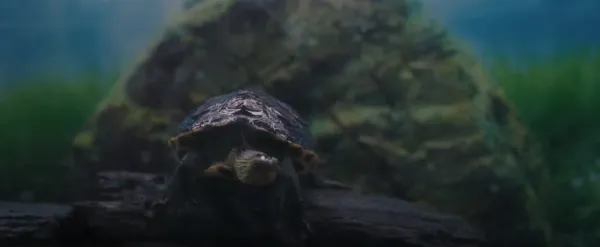 Turtles