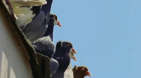 A Pocket Guide to Pigeon Watching