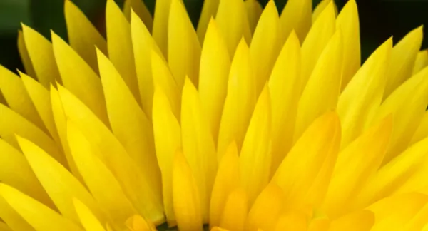Blooms