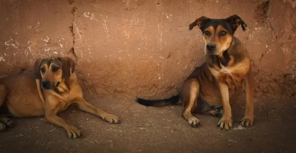 Mutts by Halima Ouardiri