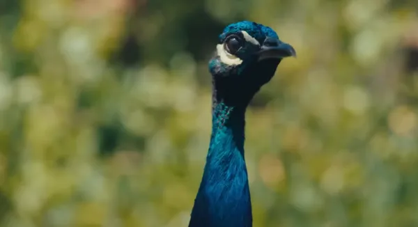 Our Neighbors, The Peacocks