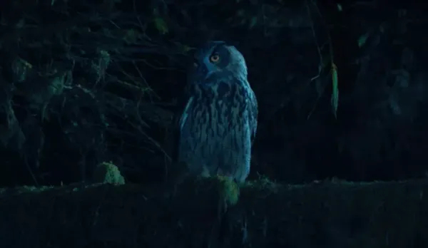Owl