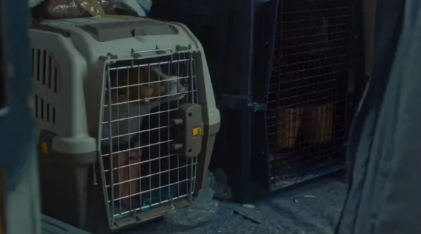 Animal Transport