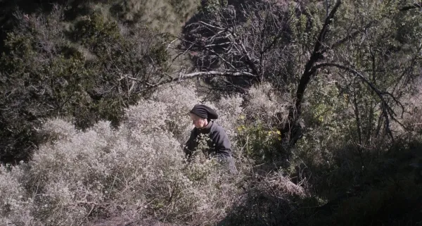 The Undergrowth