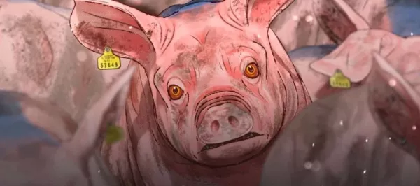 Pig That Survived Foot-and-Mouth Disease