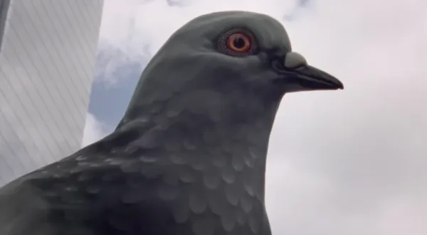 A Pocket Guide to Pigeon Watching