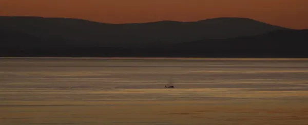 Resident Orca