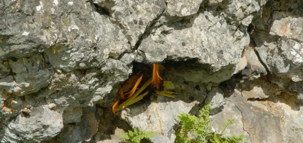 Roots Unearthed
