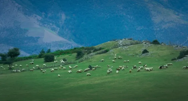 Sheep