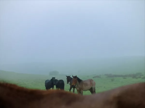 Silent Observers by Eliza Petkova