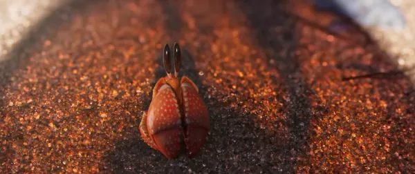 Shellfish