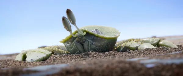 Shellfish