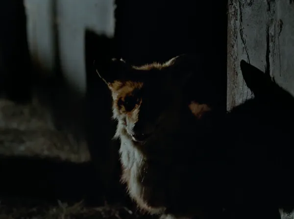 For Fox Sake