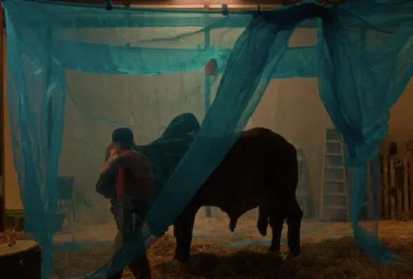 The Bovine Comedy