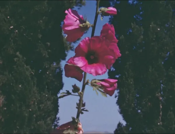 The Flowers Stand Silently, Witnessing by Theo Panagopoulos