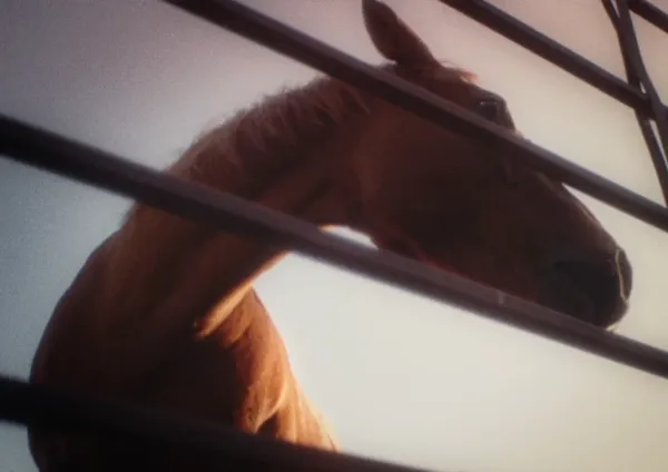 The Horse Brothers