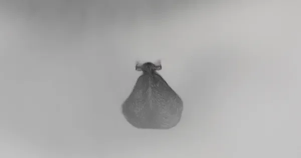The Hour Coat
