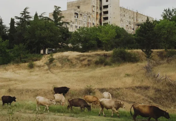 The Kartli Kingdom