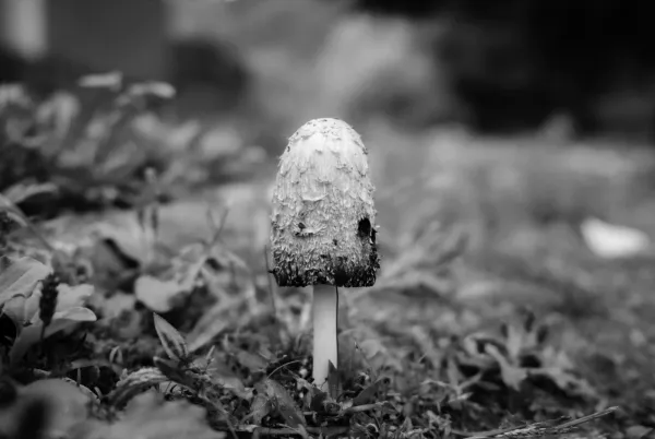 The Mushroom Thief by Macarena Rubio