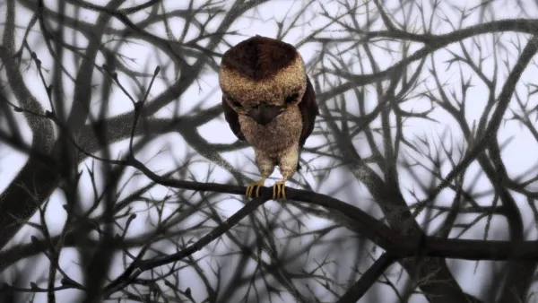 The Sparrow Who Kept His Word