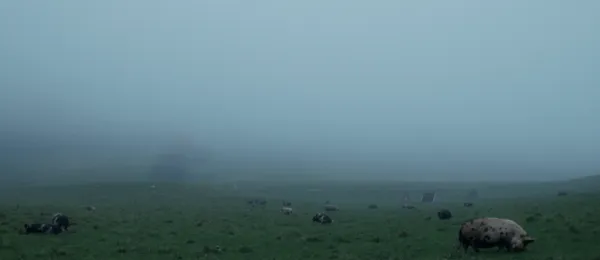 When Pigs Fly by Denise Riedmayr