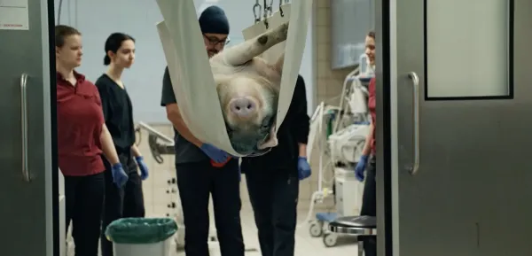 When Pigs Fly