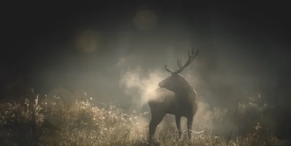 Whispers in the Woods