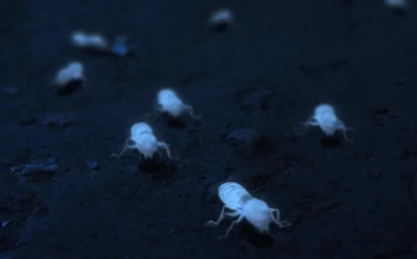 White Ant by Shalini Adnani
