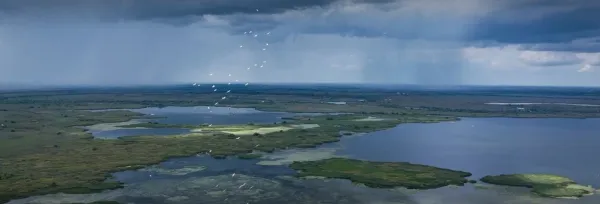 Wild Delta by Dan Dinu