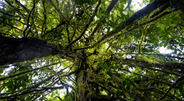 Lamo Auru - Old Forest, New Lines