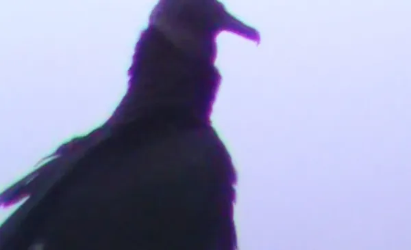 Where Do Birds Go When It Rains