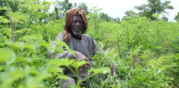 The Man Who Plants the Baobabs by Michel K. Zongo