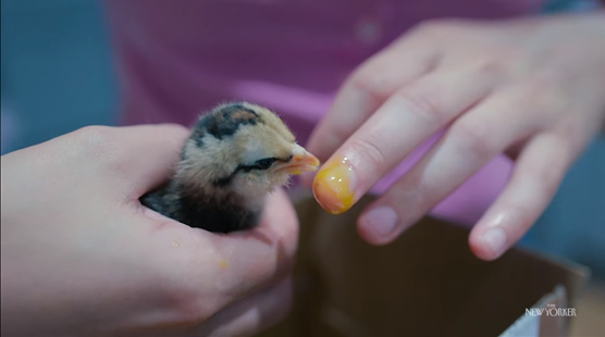 Chicken Stories