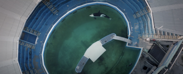 Resident Orca