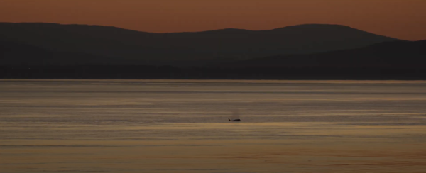 Resident Orca