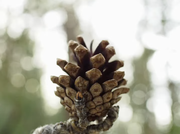 Shackle