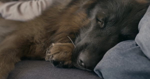 a film is a goodbye that never ends