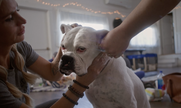 The School of Canine Massage