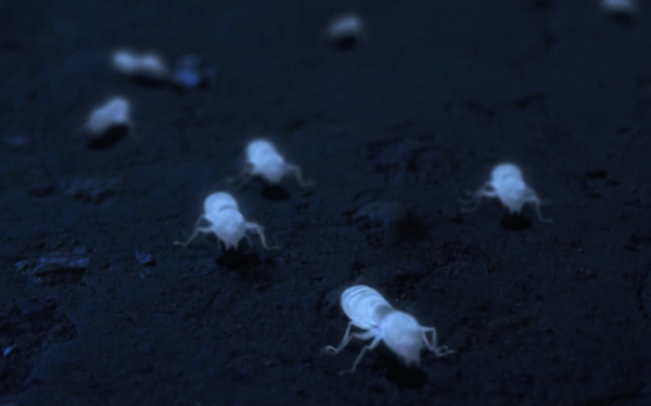 White Ant