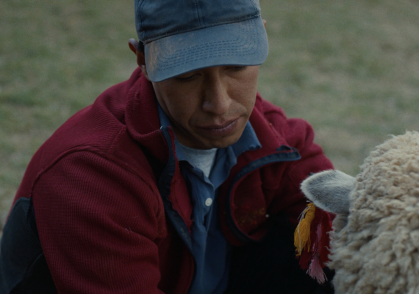 Sheep and Wolves
