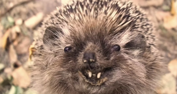 Hedgehog Cakes: Sweet Weapon of Terror