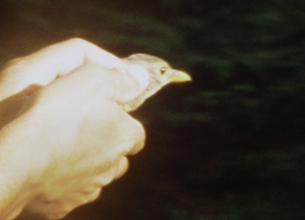 As the Crow Flies
