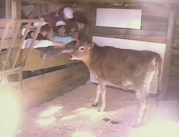 Lessons from a Calf