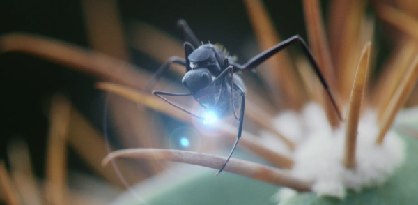 Solenopsis invicta